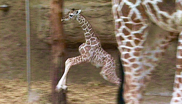Geburt im Giraffenhaus