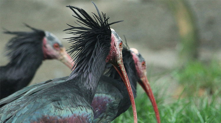 Der Waldrapp ist eine seltene Vogelart mit langen Schopffedern und federlosem Gesicht