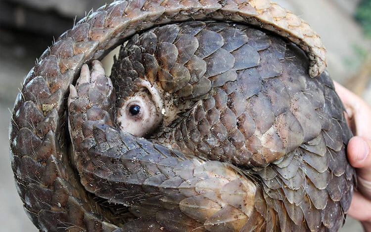 Pangolin