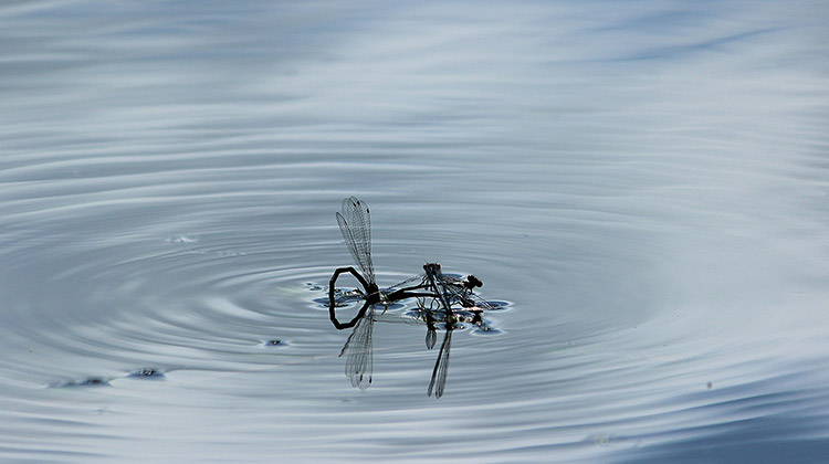 Pepe und die Welt der Insekten