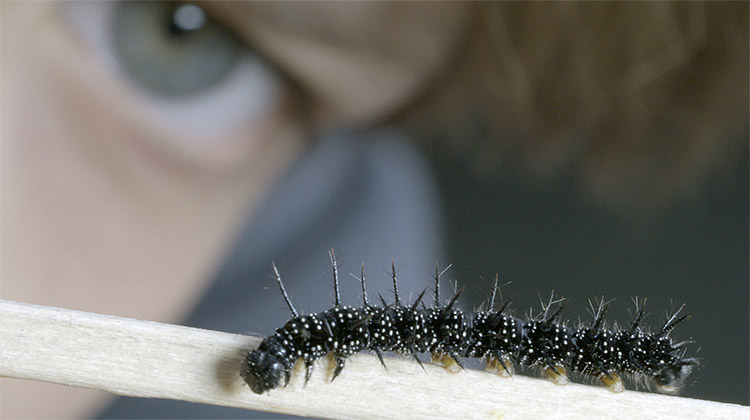 Pepe und die Welt der Insekten